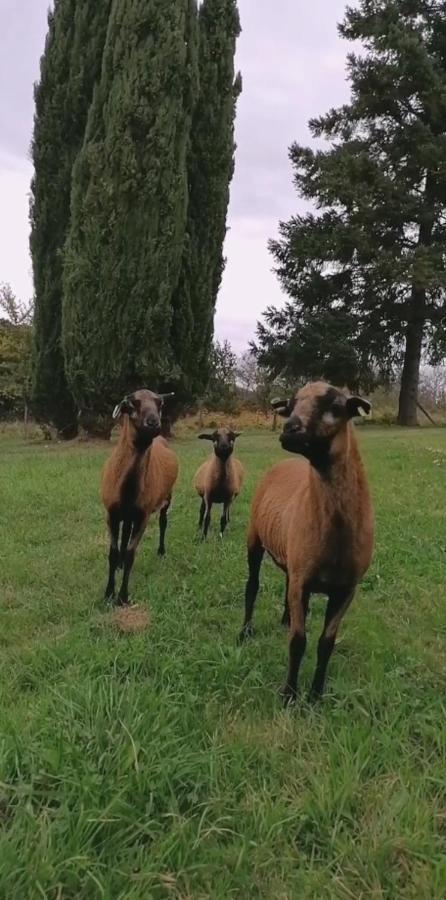 Entre Perigueux Et Bergerac Villa Vergt Eksteriør billede